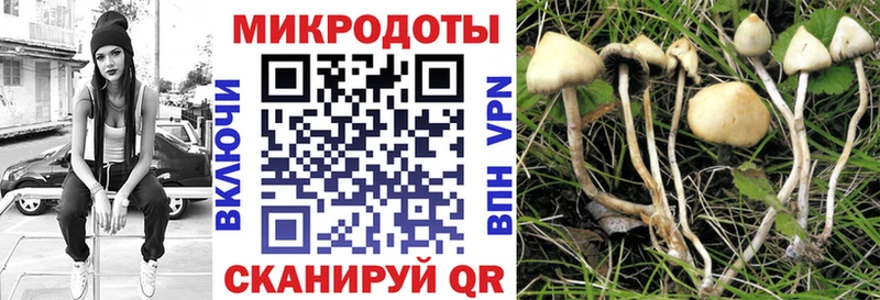 Галлюциногенные грибы Psilocybine cubensis Нефтекумск